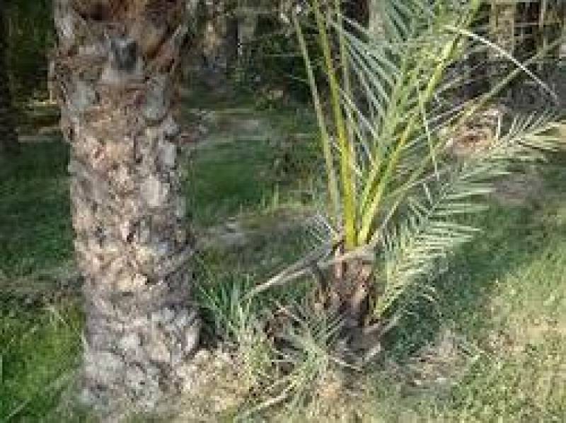 جابجایی پاجوش خرما در جنوب کرمان بدون هماهنگی ممنوع است